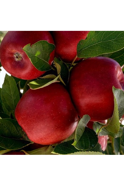 Яблука Джонаголд Ерлі Квін зимова